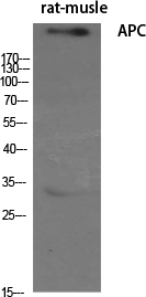 a00008 apc primary antibodyes wb testing 2
