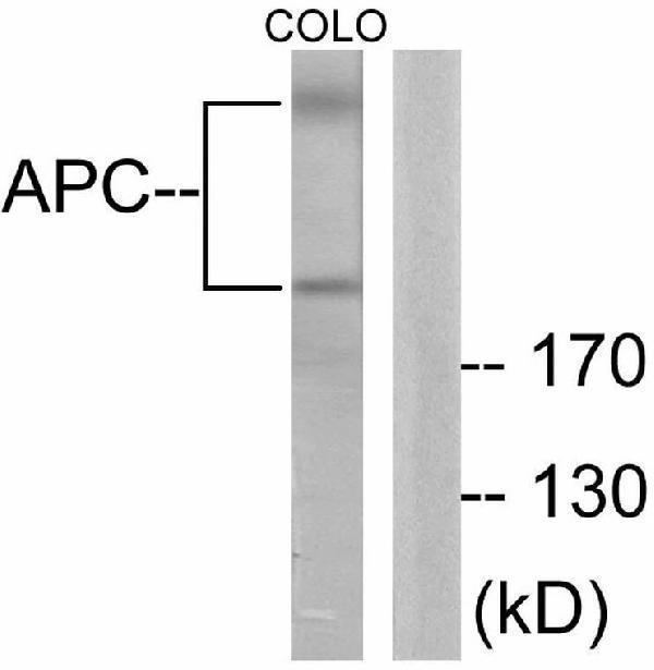 a00008 apc primary antibodyes wb testing 3