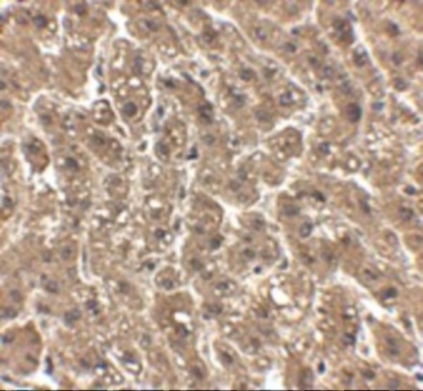 a00010 erbb2 primary antibodies ihc testing 2