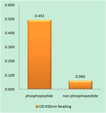 a00010y1112 erbb2 primary antibodies elisa testing 1