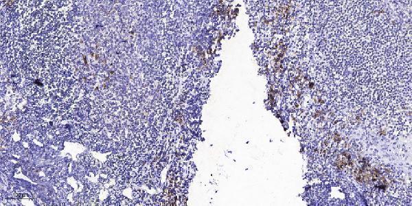 a00010y1139 erbb2 primary antibodies ihc testing 1