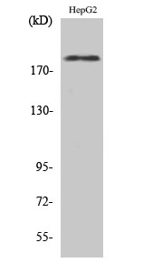 a00010y1221y1222 1 erbb2 primary antibodies wb testing 2