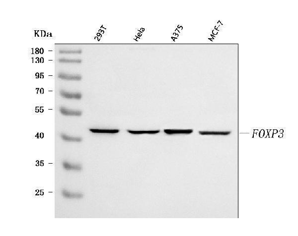  Western blot analysis of FOXP3 using anti-FOXP3 antibody (A00011-3)