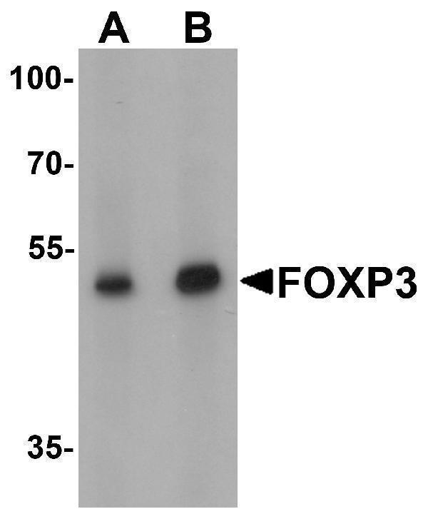Western blot analysis of FOXP3 in A549 cell lysate with FOXP3 antibody at (A) 1 and (B) 2 μg/mL