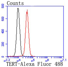 Flow cytometric analysis of Hela cells with TERT antibody at 1/50 dilution (red) compared with an unlabelled control (cells without incubation with primary antibody; black)