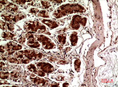a00012 2 tert primary antibodyes ihc testing 3