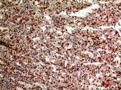 a00012 2 tert primary antibodyes ihc testing 4