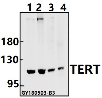 a00012 tert primary antiboties wb testing 1