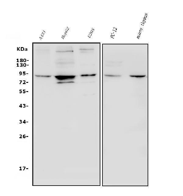  Western blot analysis of HIF-1 alpha/HIF1A using anti-HIF-1 alpha/HIF1A antibody (A00013-3)