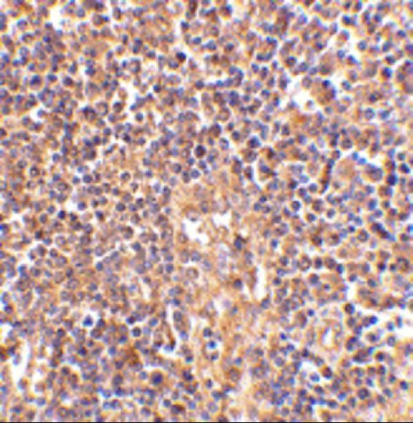 a00014 atm primary antibodies ihc testing 2