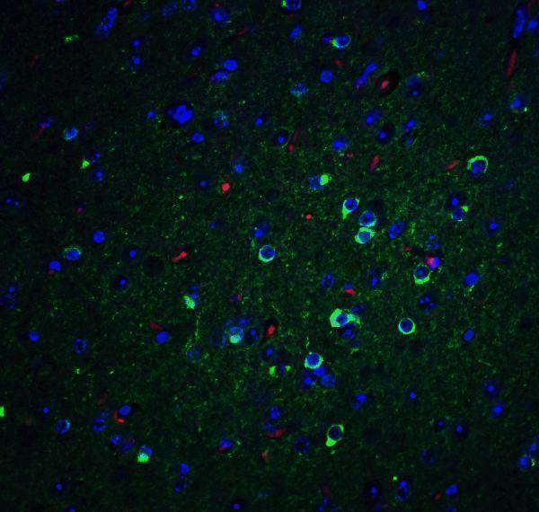 Immunofluorescence of APO E in mouse brain tissue with APO E Antibody at 20 μg/mL