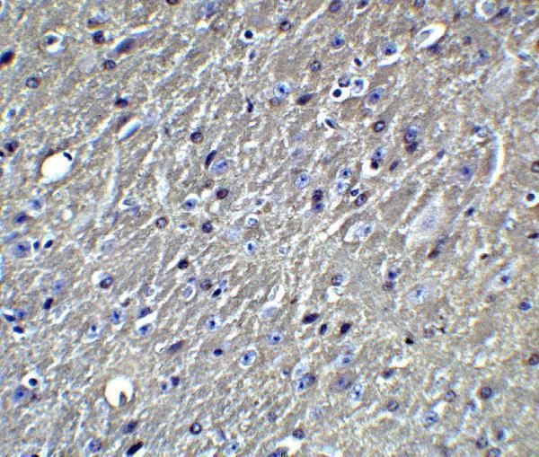 a00015 1 apoe primary antibodies ihc testing 4