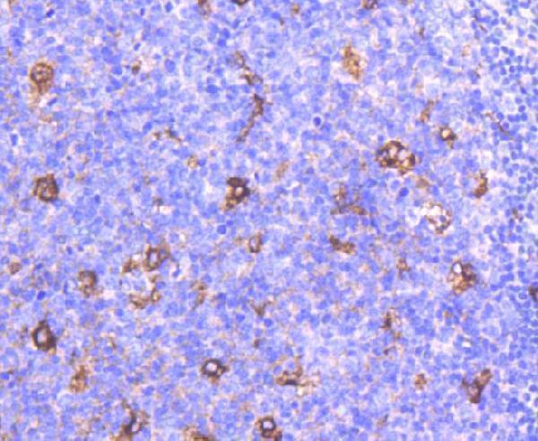Immunohistochemical analysis of paraffin-embedded human tonsil tissue using anti-Apolipoprotein E antibody