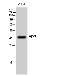 Western Blot analysis of 293T cells using ApoE Polyclonal Antibody diluted at 1:500