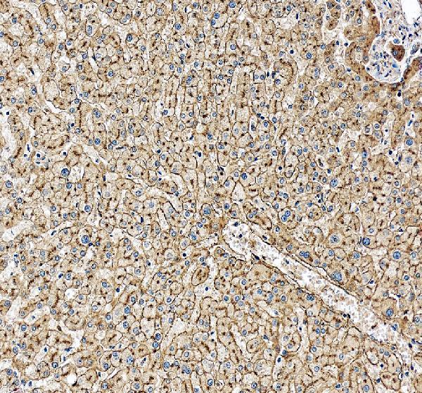 IHC analysis of APOE using anti-APOE antibody (A00015-5)