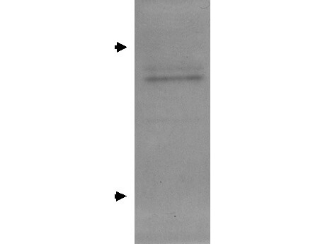 Western Blot of goat Anti Apolipoprotein E Antibody