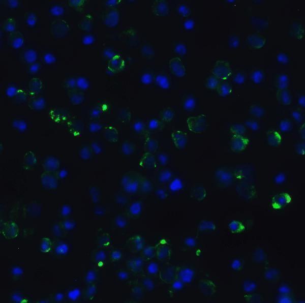 a00016 1 cdkn2a primary antibodies if testing 8