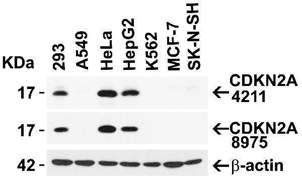 a00016 1 cdkn2a primary antibodies wb testing 3