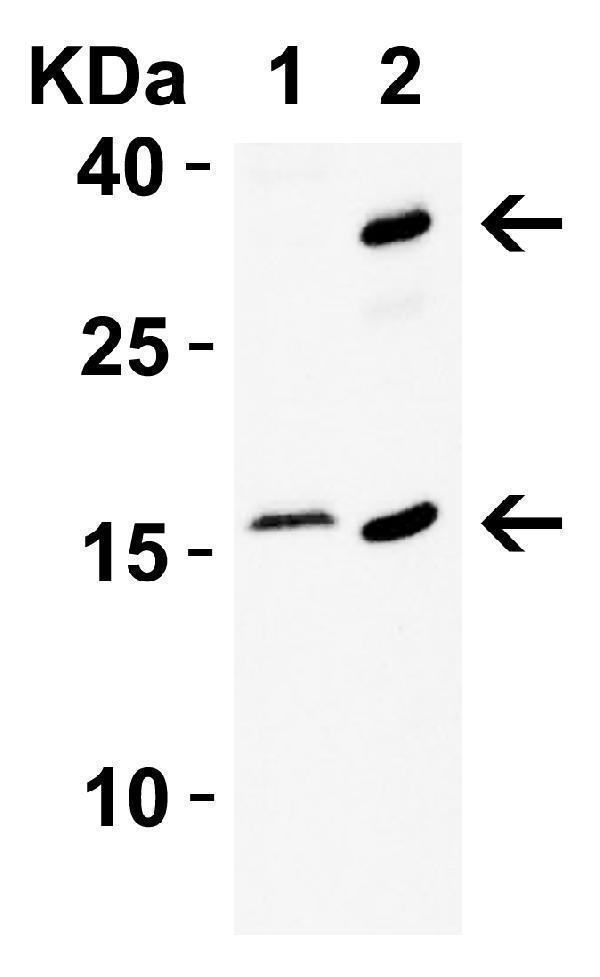 a00016 1 cdkn2a primary antibodies wb testing 4