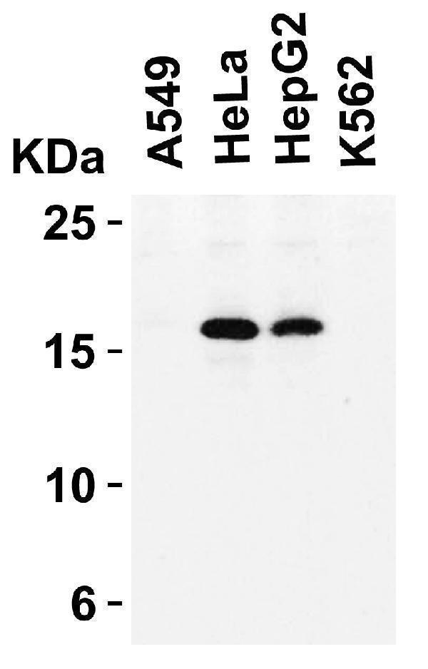 a00016 1 cdkn2a primary antibodies wb testing 5