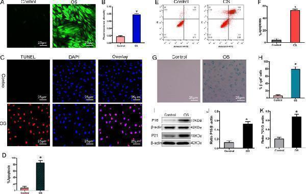 Accumulation of damaged mitochondria led to stress-induced apoptosis and senescence