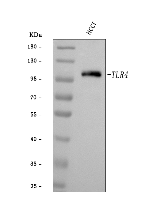 a00017 2 tlr4 primary antibodies wb testing 1
