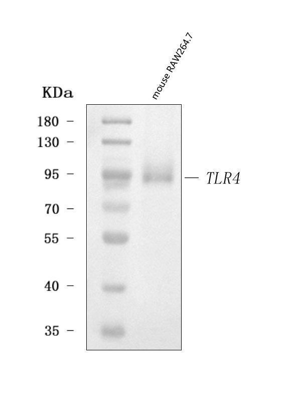  Western blot analysis of Tlr4 using anti-Tlr4 antibody (A00017-3)