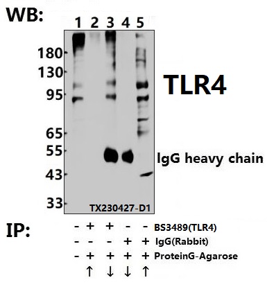 a00017s441 tlr4 primary antiboties ip testing 4