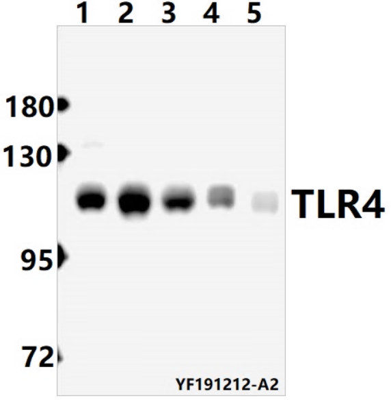a00017s441 tlr4 primary antiboties wb testing 1