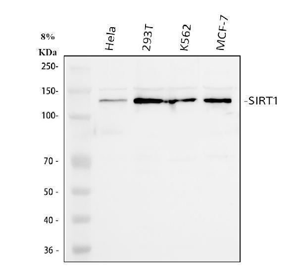  Western blot analysis of SIRT1 using anti-SIRT1 antibody (A00018-1)