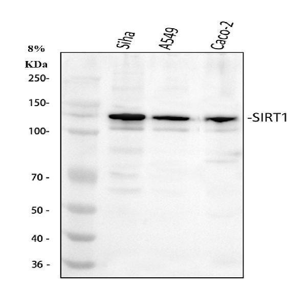  Western blot analysis of SIRT1 using anti-SIRT1 antibody (A00018-1)