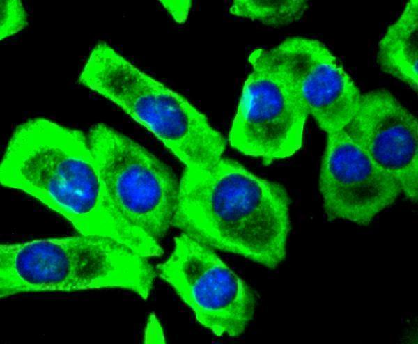 ICC staining SIRT1(phospho S47) in A549 cells (green)