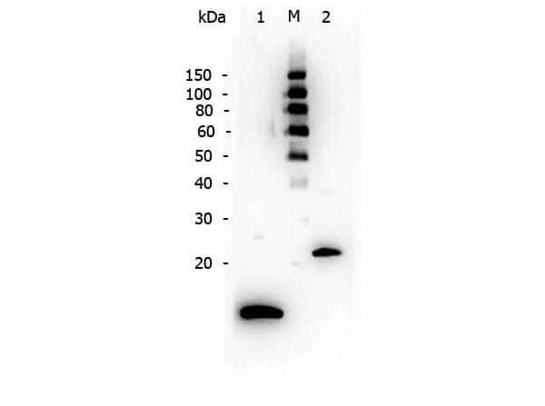Western Blot of Rabbit anti-TGF Beta 1 antibody