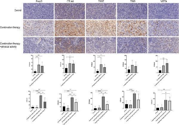 Immunohistochemical staining and analysis of subcutaneous tumors
