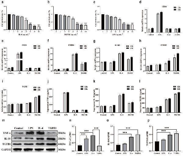 Different inducers promote polarization of different subtypes of macrophages