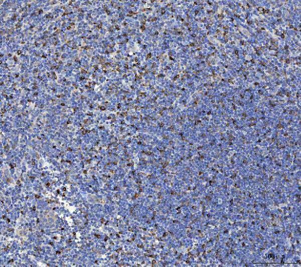  IHC analysis of IL-10/IL10 using anti-IL-10/IL10 antibody (A00021-4)