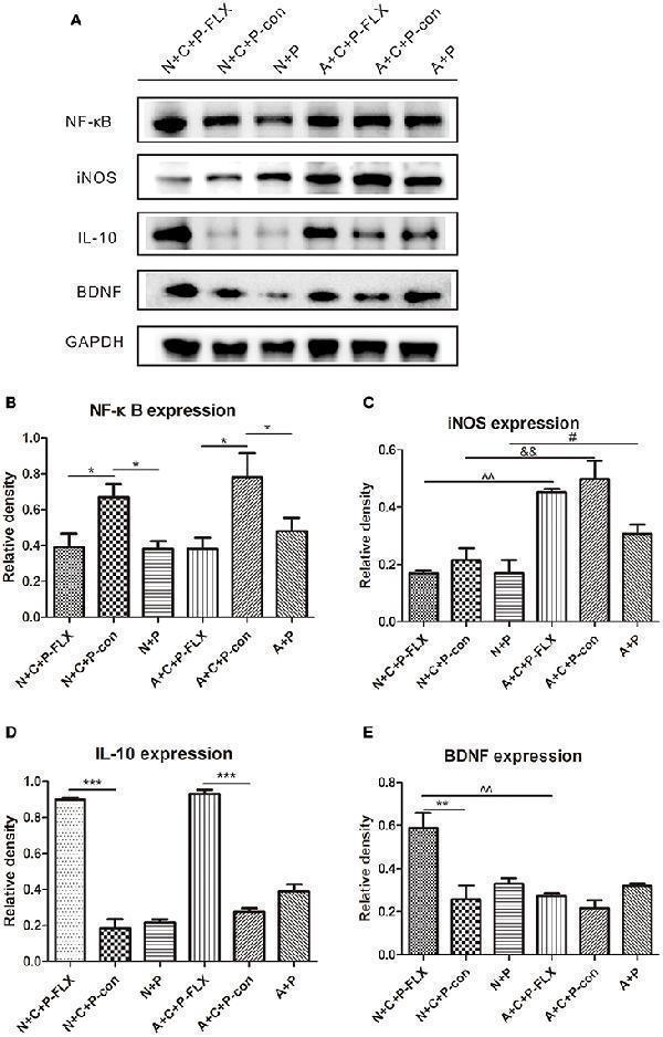 Effect of fluoxetine treatment on BDNF and inflammation levels