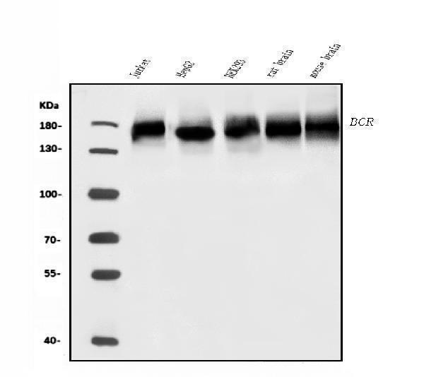 a00022 2 bcr primary antibodies wb testing 1