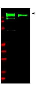 a00023 1 egfr primary antibodies wb testing 2