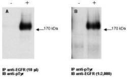 a00023 1 egfr primary antibodies wb testing 3