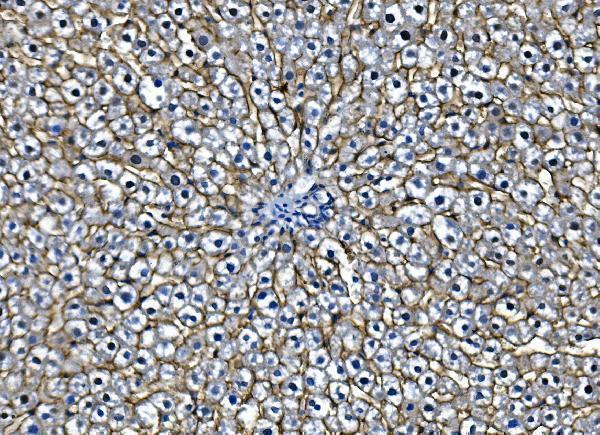 a00023 2 egfr primary antibodies ihc testing 3