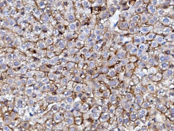 a00023 4 egfr primary antibodies ihc testing 4