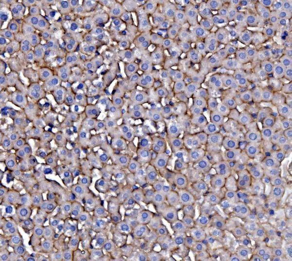 a00023 4 egfr primary antibodies ihc testing 5