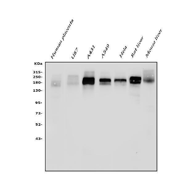 a00023 4 egfr primary antibodies wb testing 1