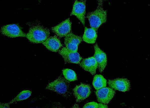 a00023 5 egfr primary antibodies if testing 4