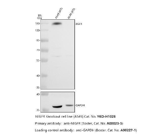 Western blot analysis of EGFR using anti-EGFR antibody (A00023-5)