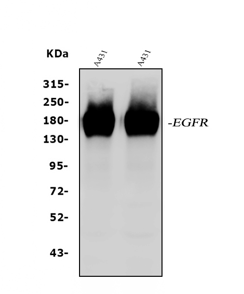 a00023 egfr primary antibodies wb testing 1
