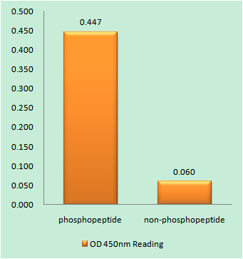a00023s1026 egfr primary antibodies elisa testing 1