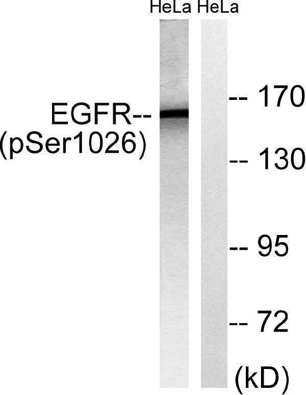a00023s1026 egfr primary antibodies wb testing 2
