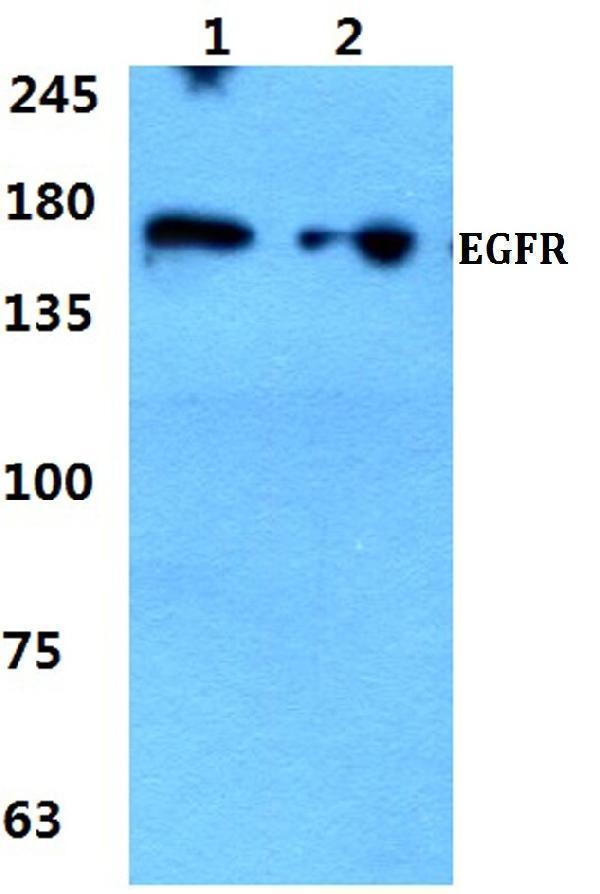 a00023s1064 egfr primary antiboties wb testing 1